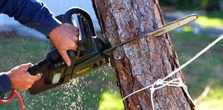 Best Palm Tree Trimming  in Baldn, WI