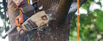 Best Lot and Land Clearing  in Baldn, WI