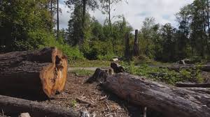 Best Emergency Tree Removal  in Baldn, WI