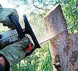  Baldn, WI Tree Care Pros