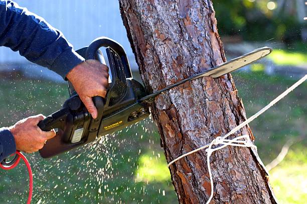 Lawn Pest Prevention in Baldwin, WI