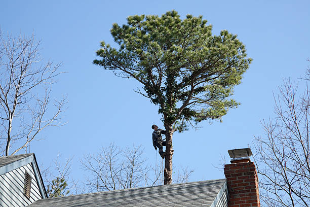 Trusted Baldwin, WI Tree Care Experts