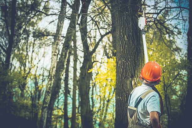 Best Arborist Consultation Services  in Baldn, WI