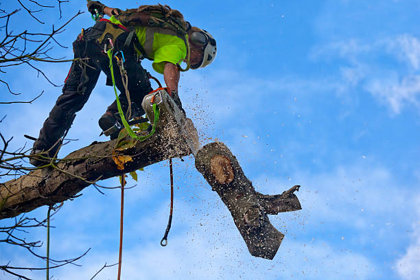 Best Tree Health Inspection  in Baldn, WI