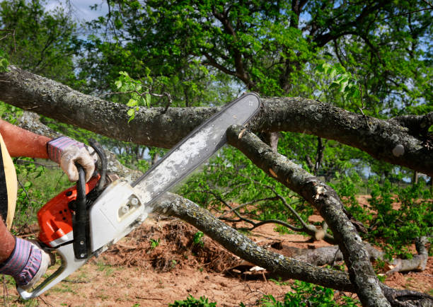 Best Firewood Processing and Delivery  in Baldn, WI