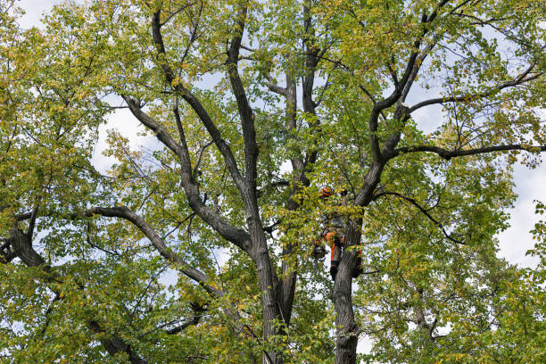 How Our Tree Care Process Works  in  Baldwin, WI